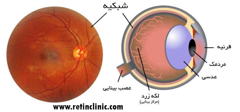 شبکیه چشم